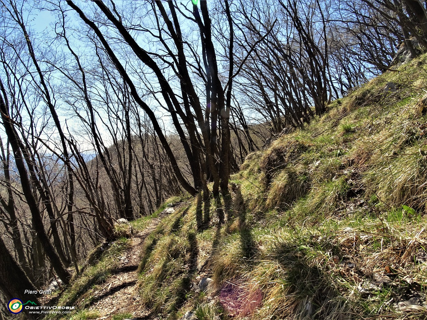 55 Ed ora un bel po' in salita e falsopiano sempre nel bosco di carpini neri.JPG